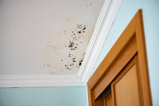 Best Professional Mold Removal  in Covina, CA