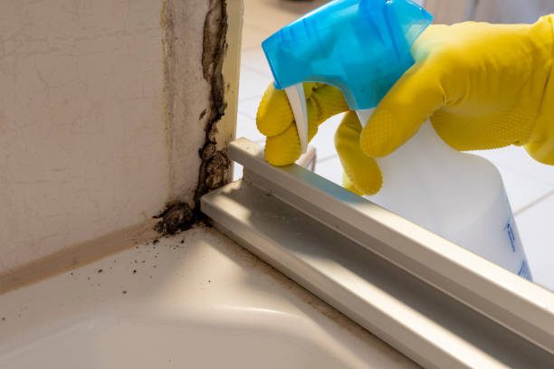 Best Fast Mold Removal  in Covina, CA