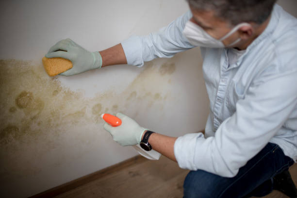 Best Attic Mold Removal  in Covina, CA