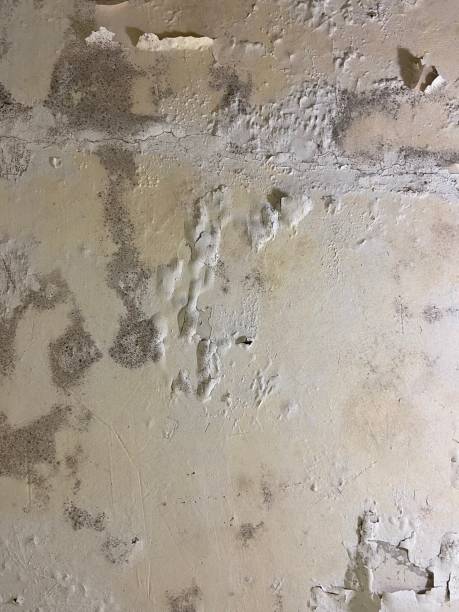 Best Mold Remediation  in Covina, CA
