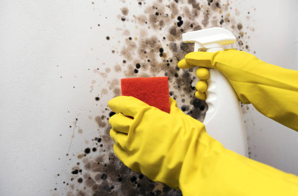 Best Mold Cleaning Services  in Covina, CA