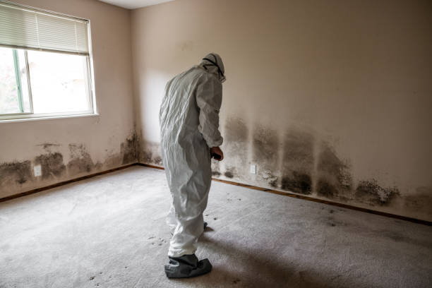 Best Mold Damage Repair  in Covina, CA