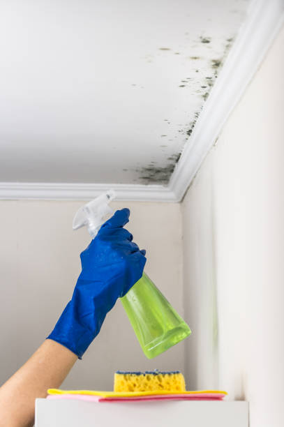 Best Home Mold Removal  in Covina, CA